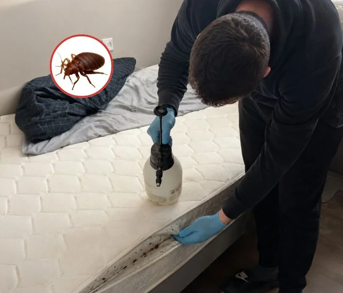 Technicien traitant un matelas contre les punaises de lit à Montigny-sur-Loing